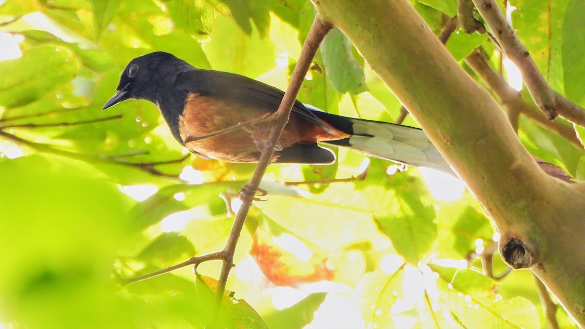 Sri Lankan Shama - ML634025658