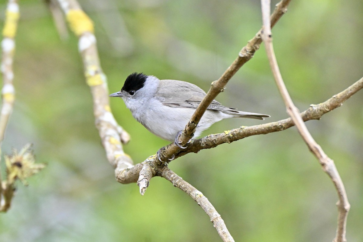 Eurasian Blackcap - ML634025676