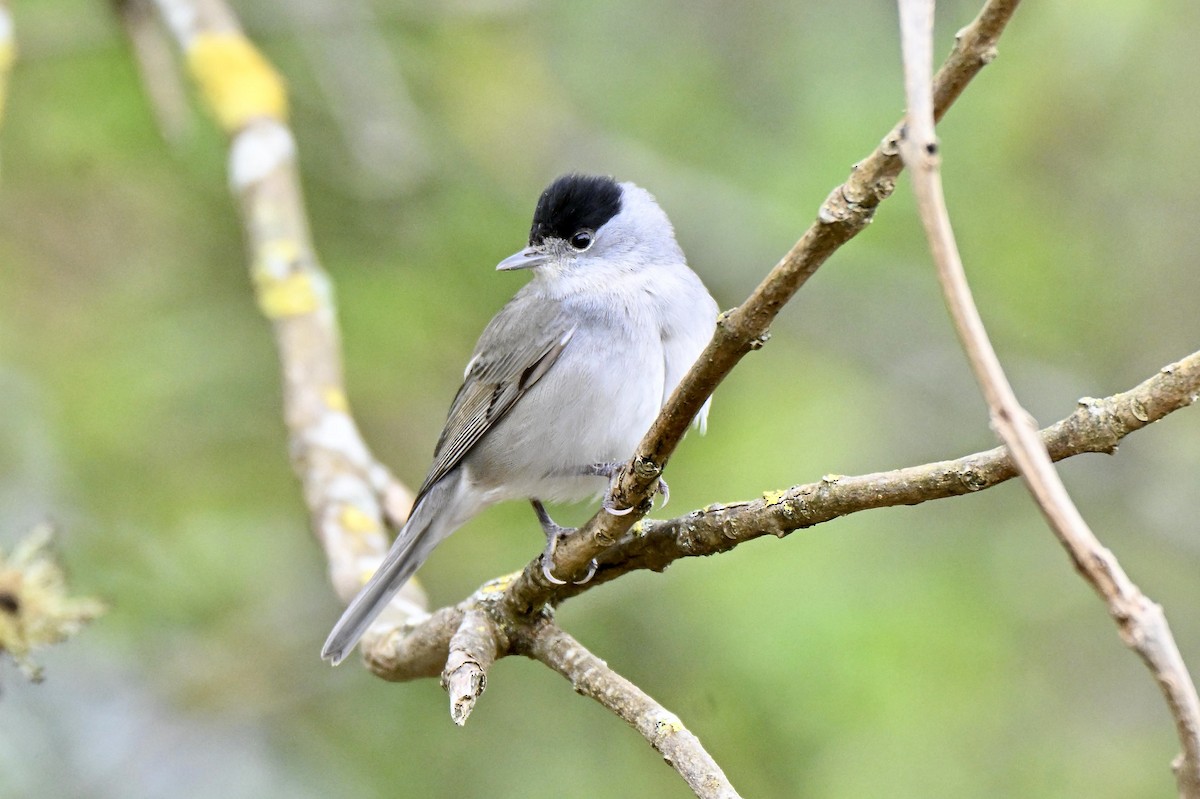 Eurasian Blackcap - ML634025677