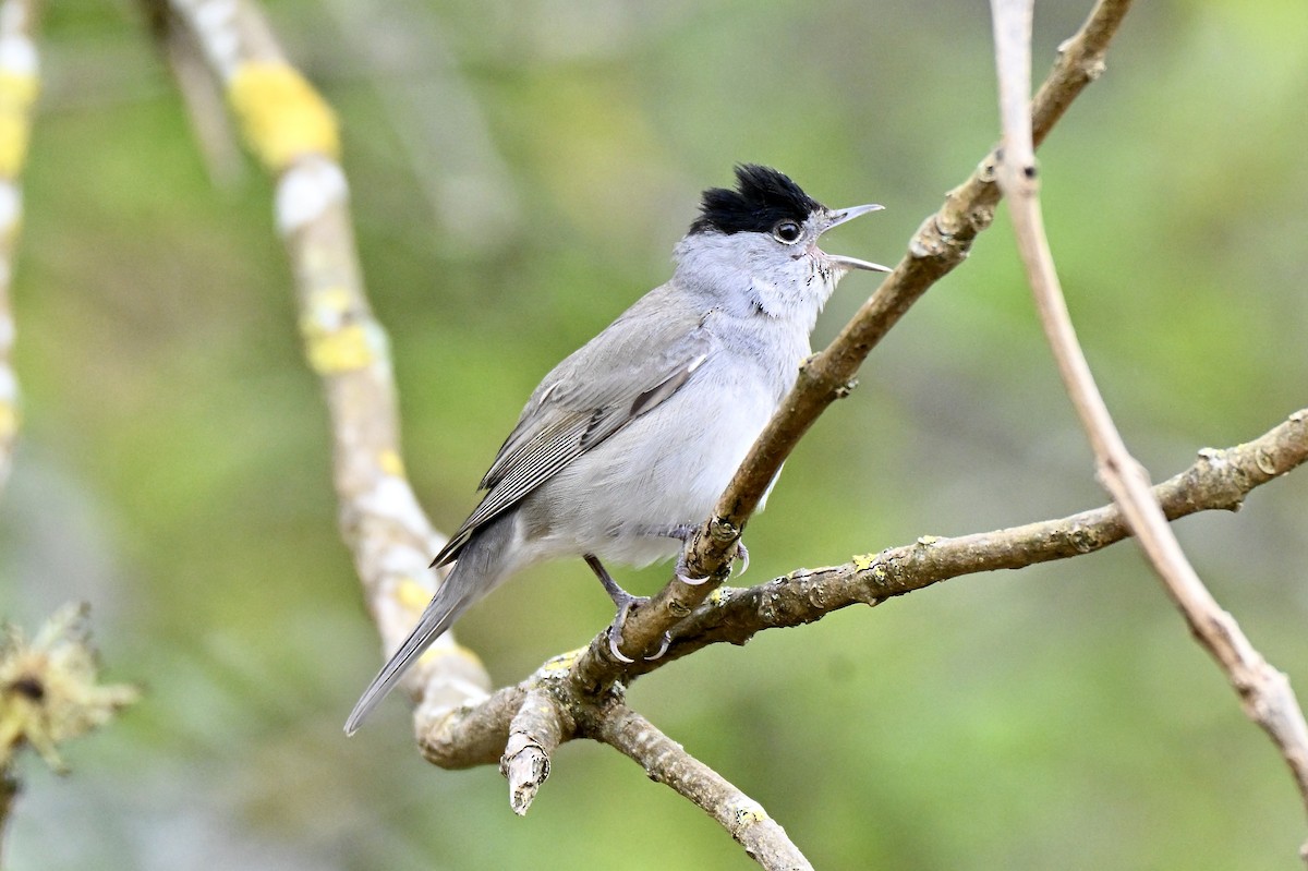 Eurasian Blackcap - ML634025678