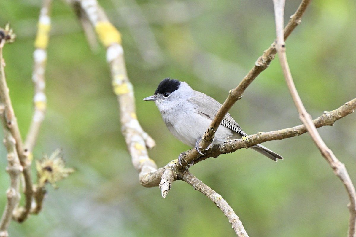 Eurasian Blackcap - ML634025685