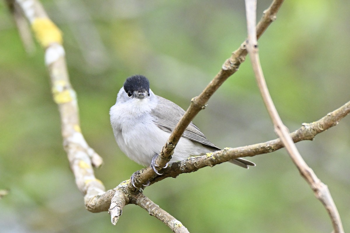 Eurasian Blackcap - ML634025686