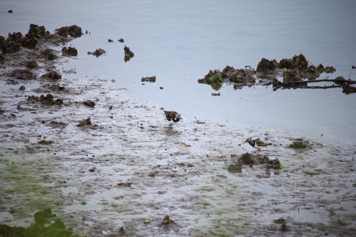 Алаг хайргач - ML634025692