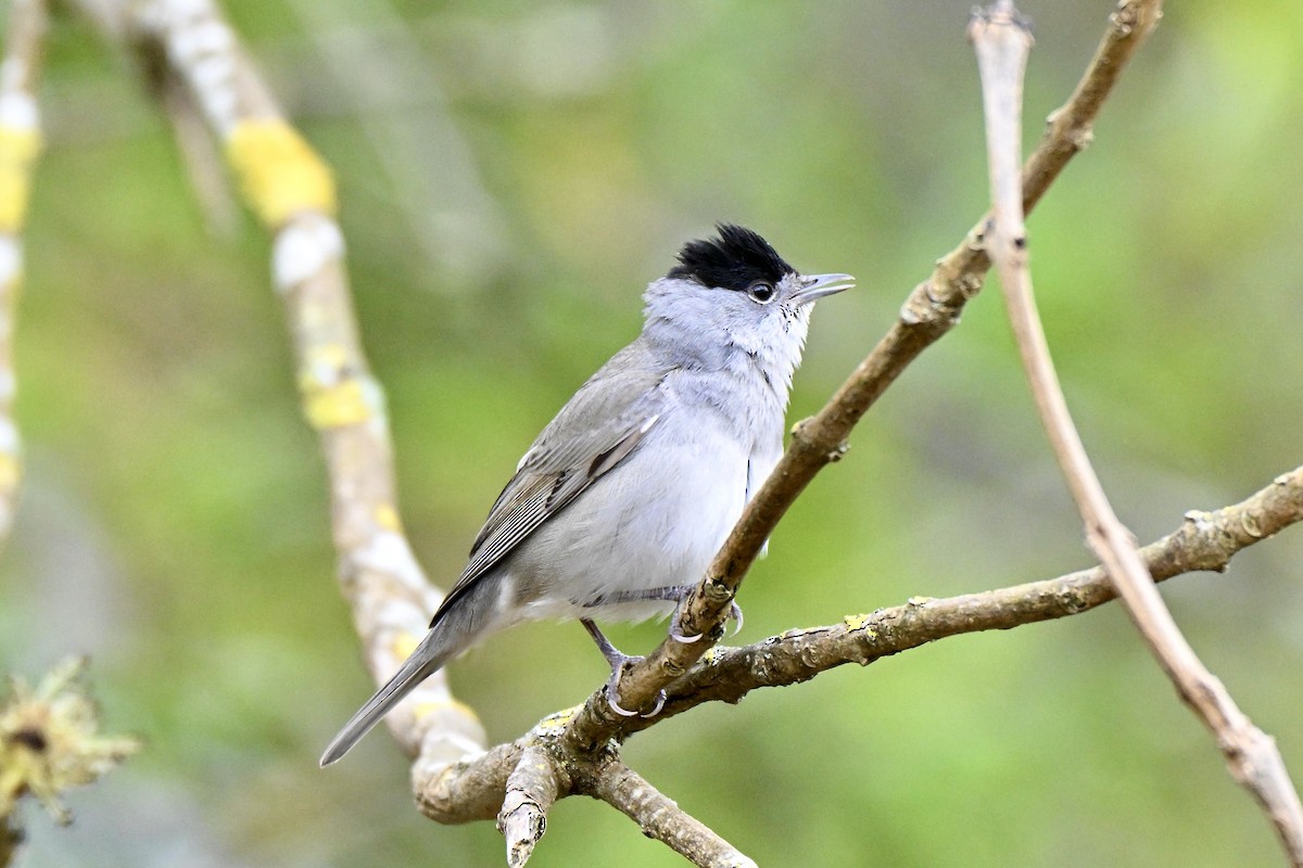 Eurasian Blackcap - ML634025694