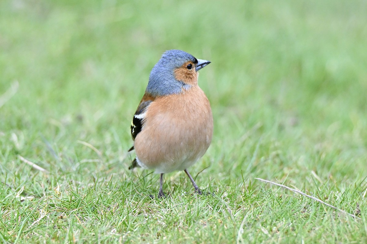 Common Chaffinch - ML634025698