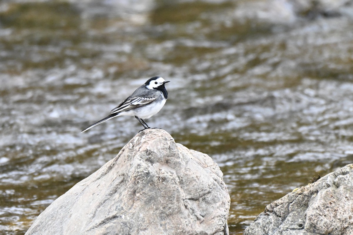 White Wagtail (British) - ML634025704