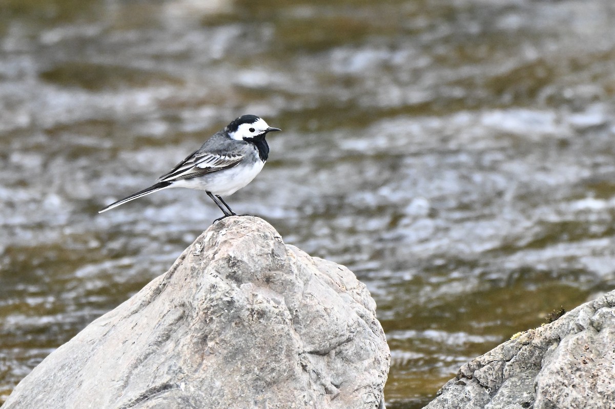 White Wagtail (British) - ML634025705