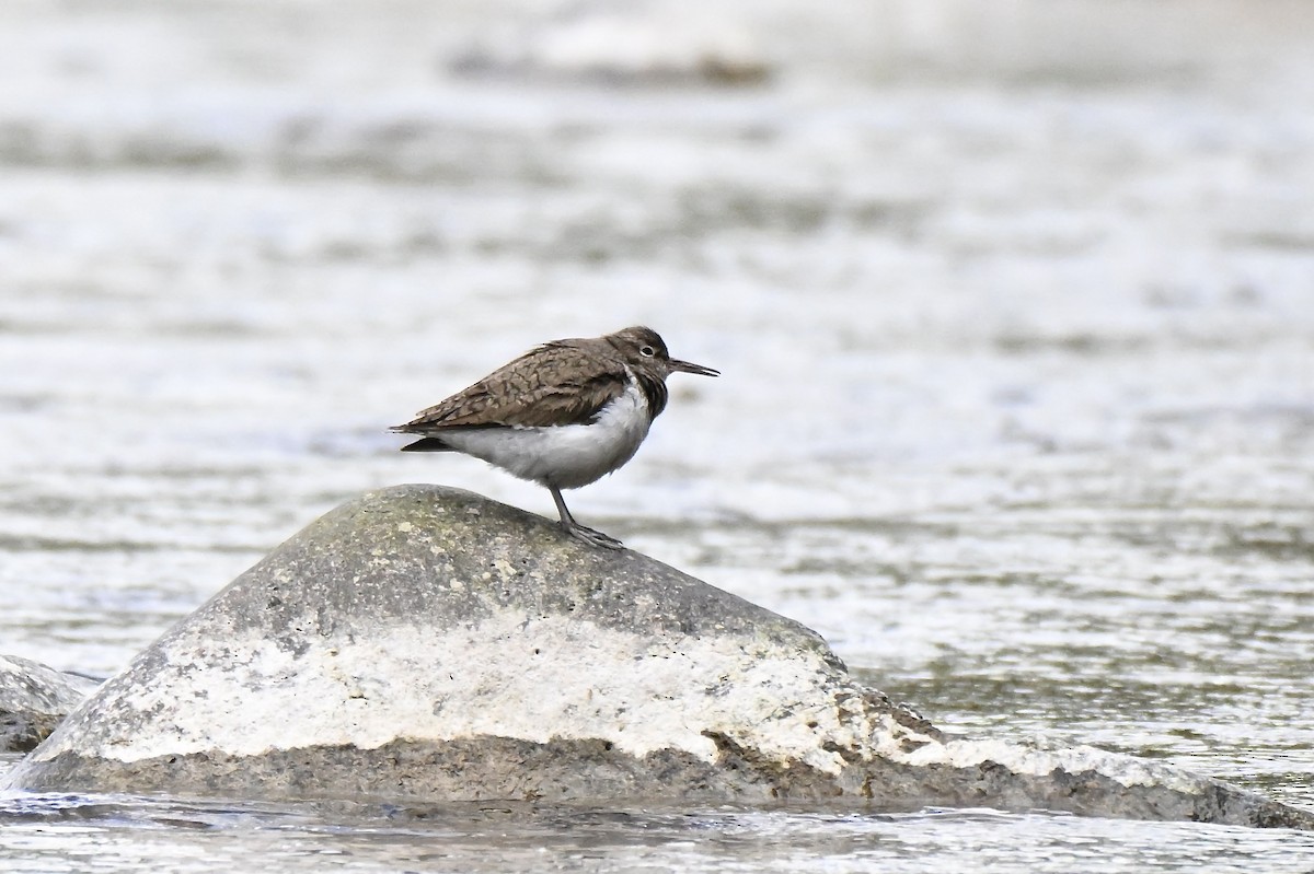 Common Sandpiper - ML634025722