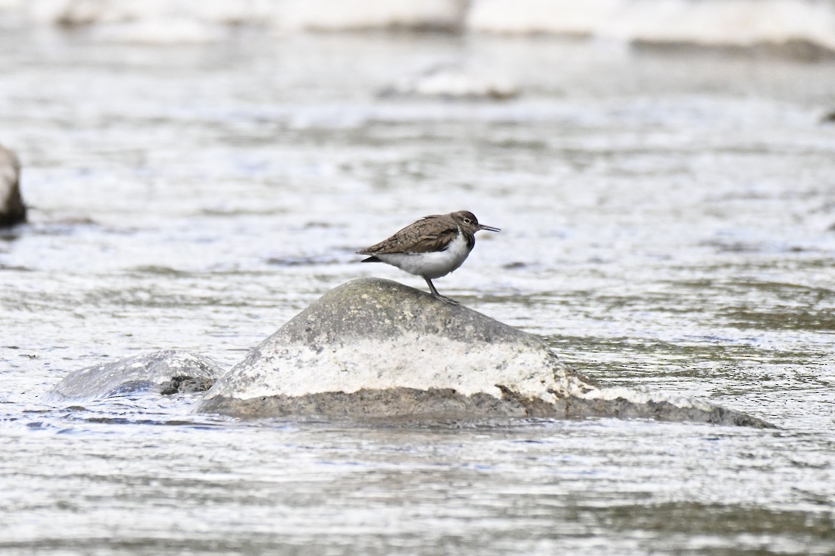 Common Sandpiper - ML634025723