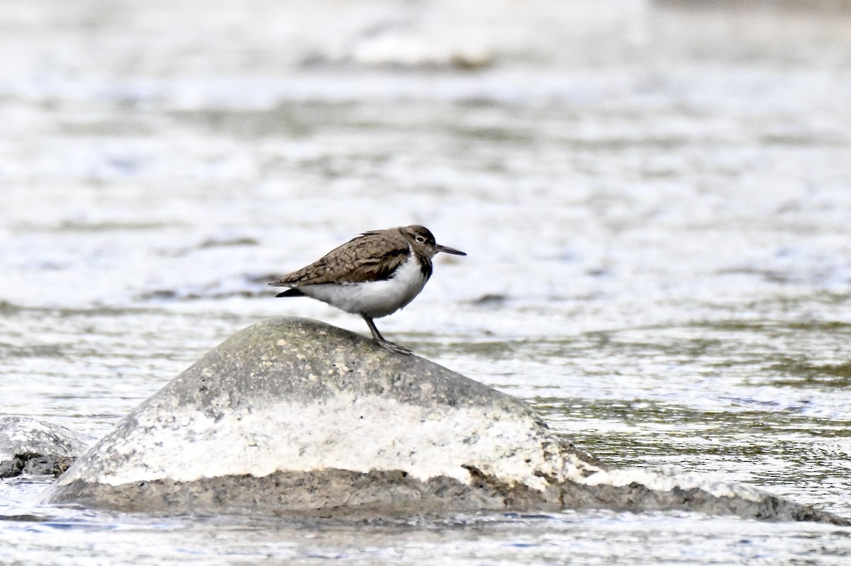 Common Sandpiper - ML634025724