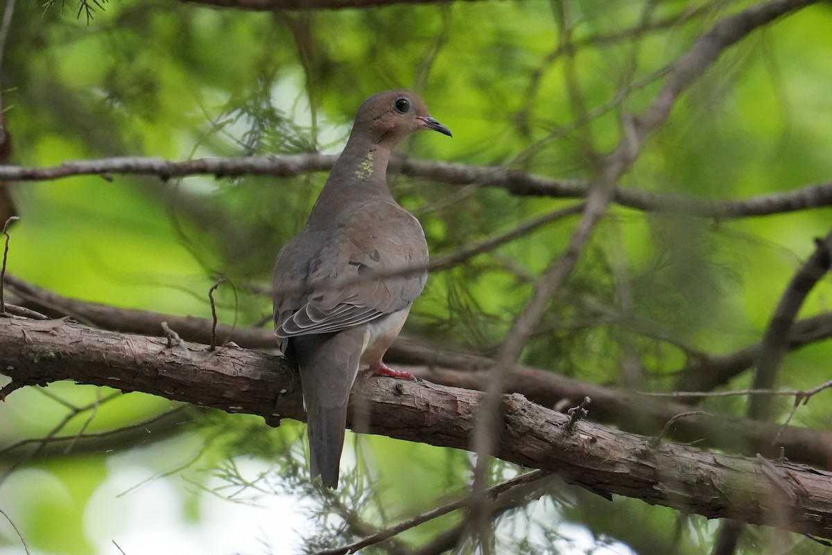Mourning Dove - ML634025728