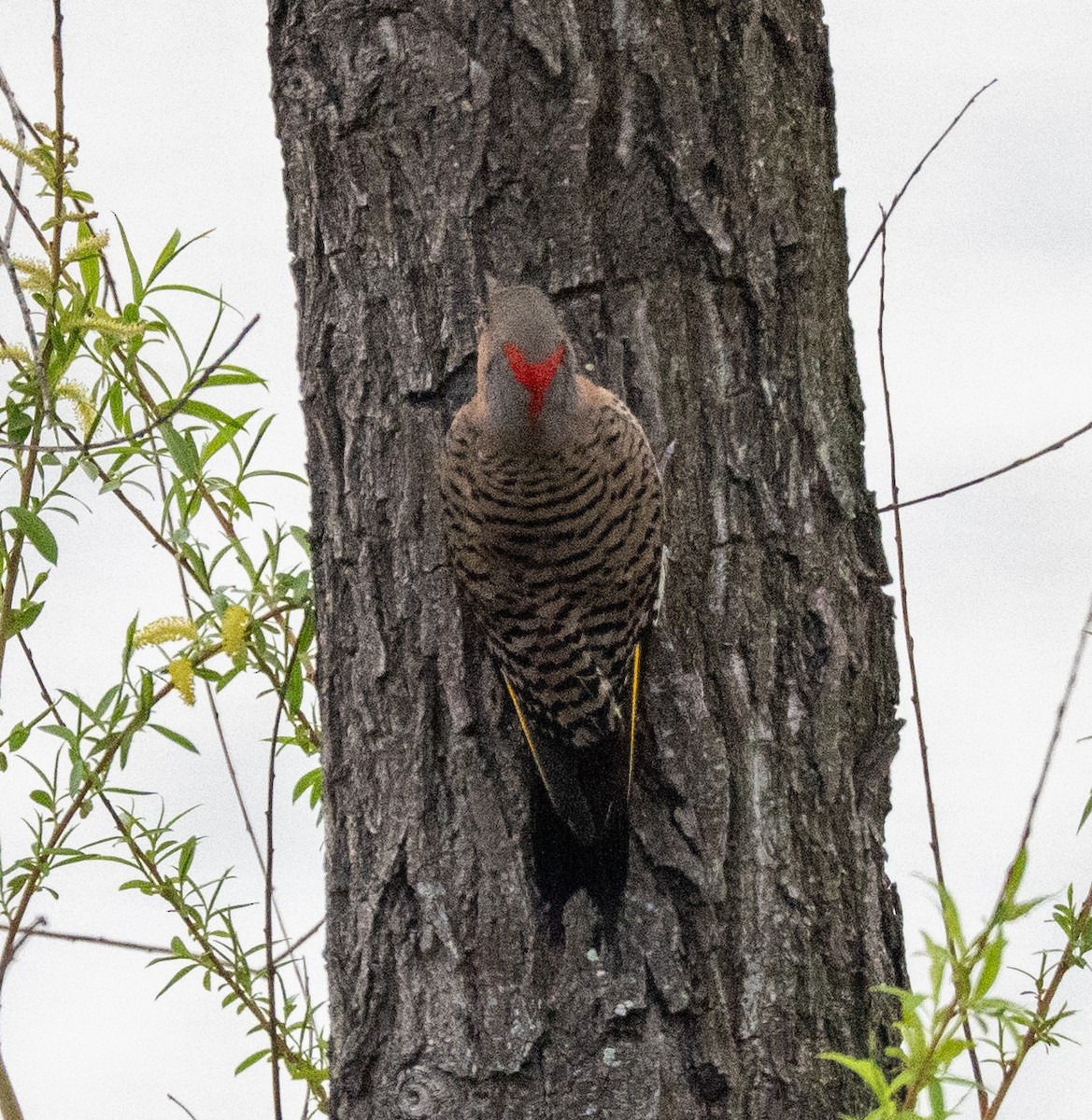 Northern Flicker - ML634025754