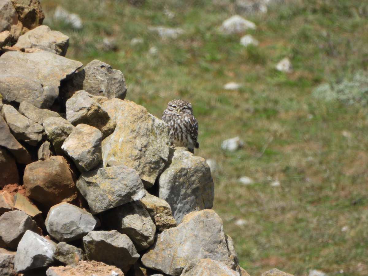 Little Owl - ML634025756
