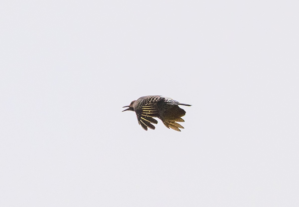 Northern Flicker - ML634025765