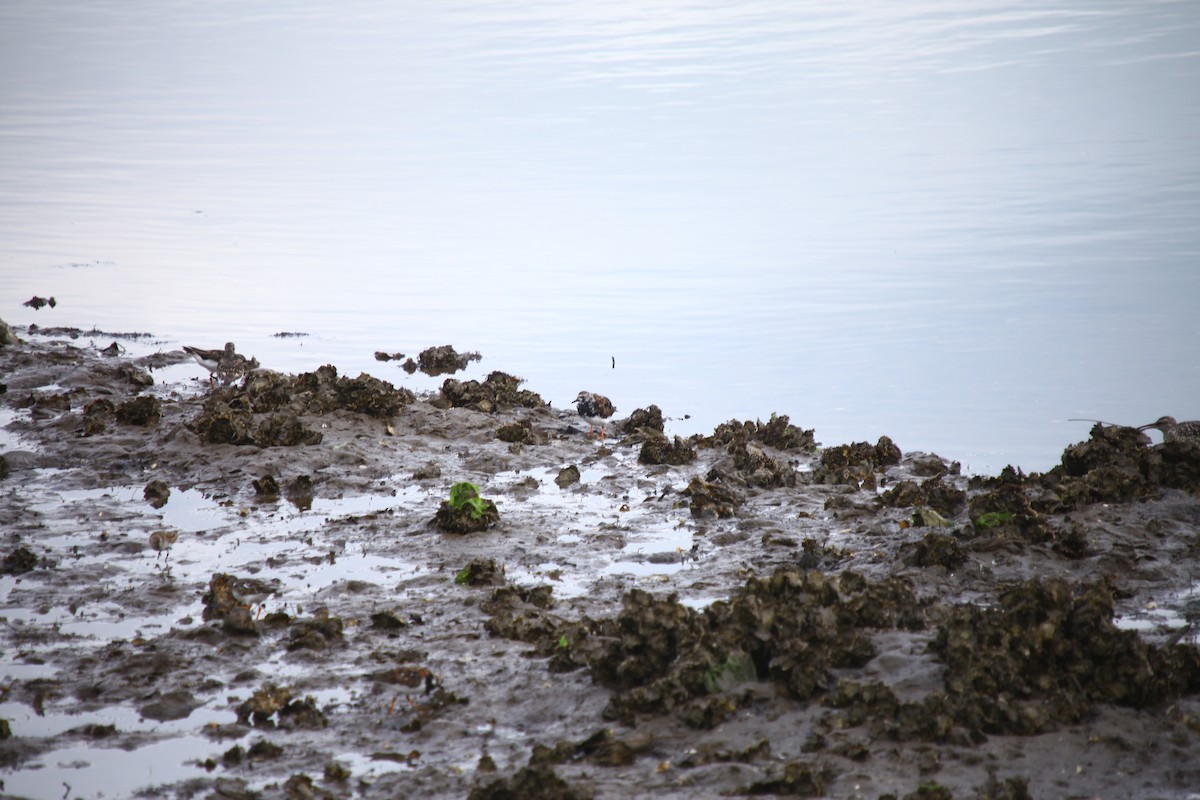 Алаг хайргач - ML634025796