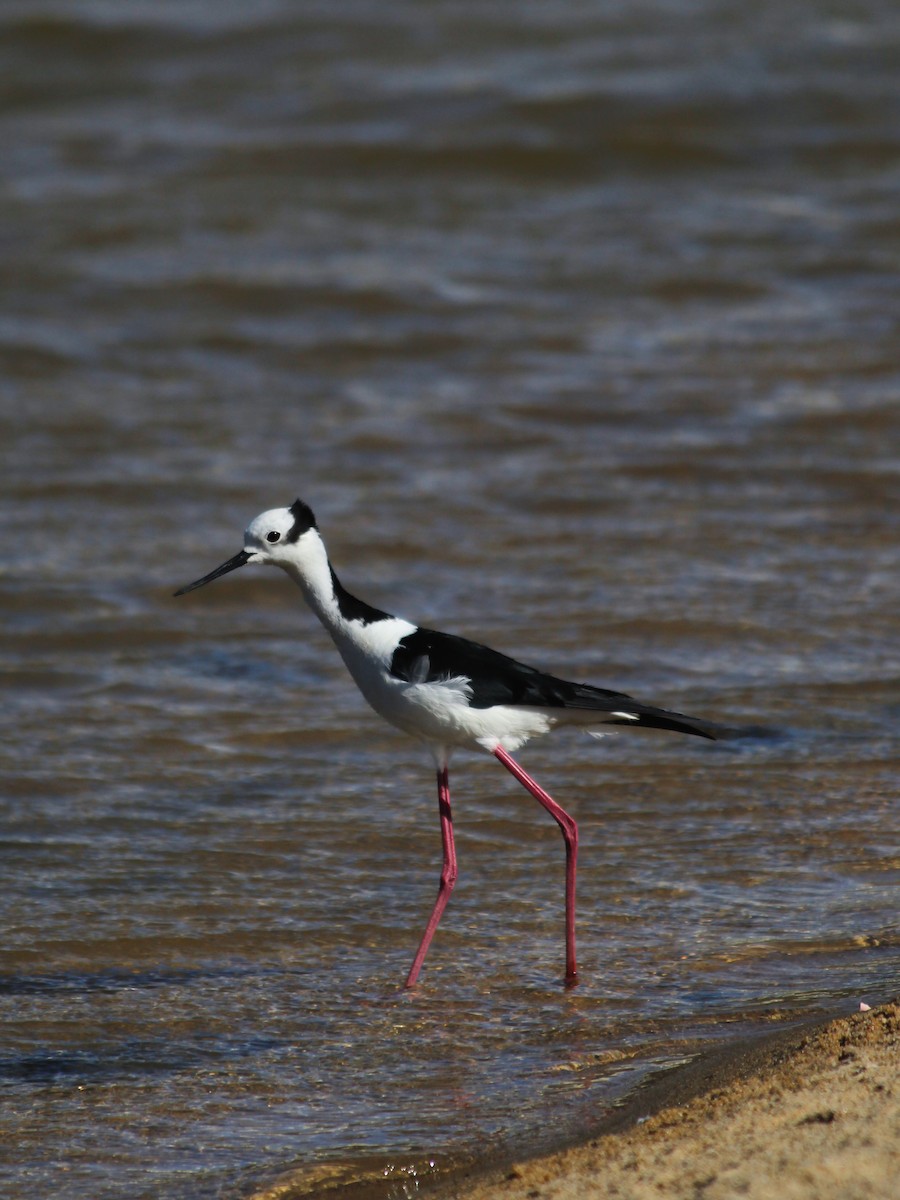 Black-necked Stilt - ML634025817