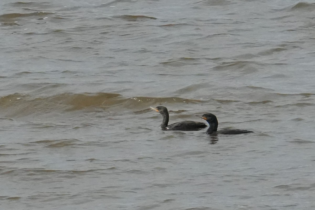 Double-crested Cormorant - ML634025862