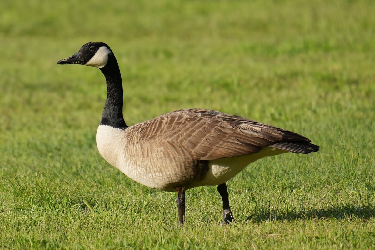 Canada Goose - ML634025888
