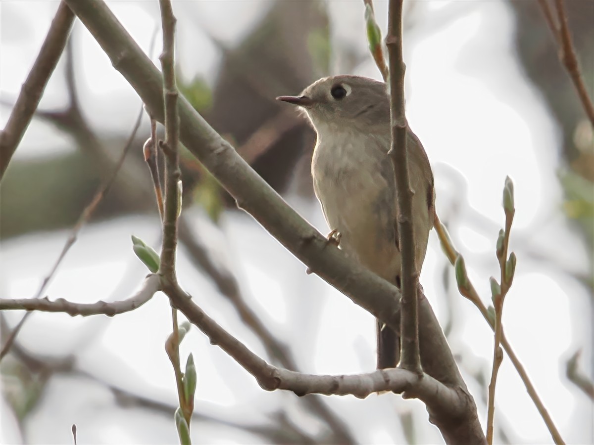 Ruby-crowned Kinglet - ML634025984