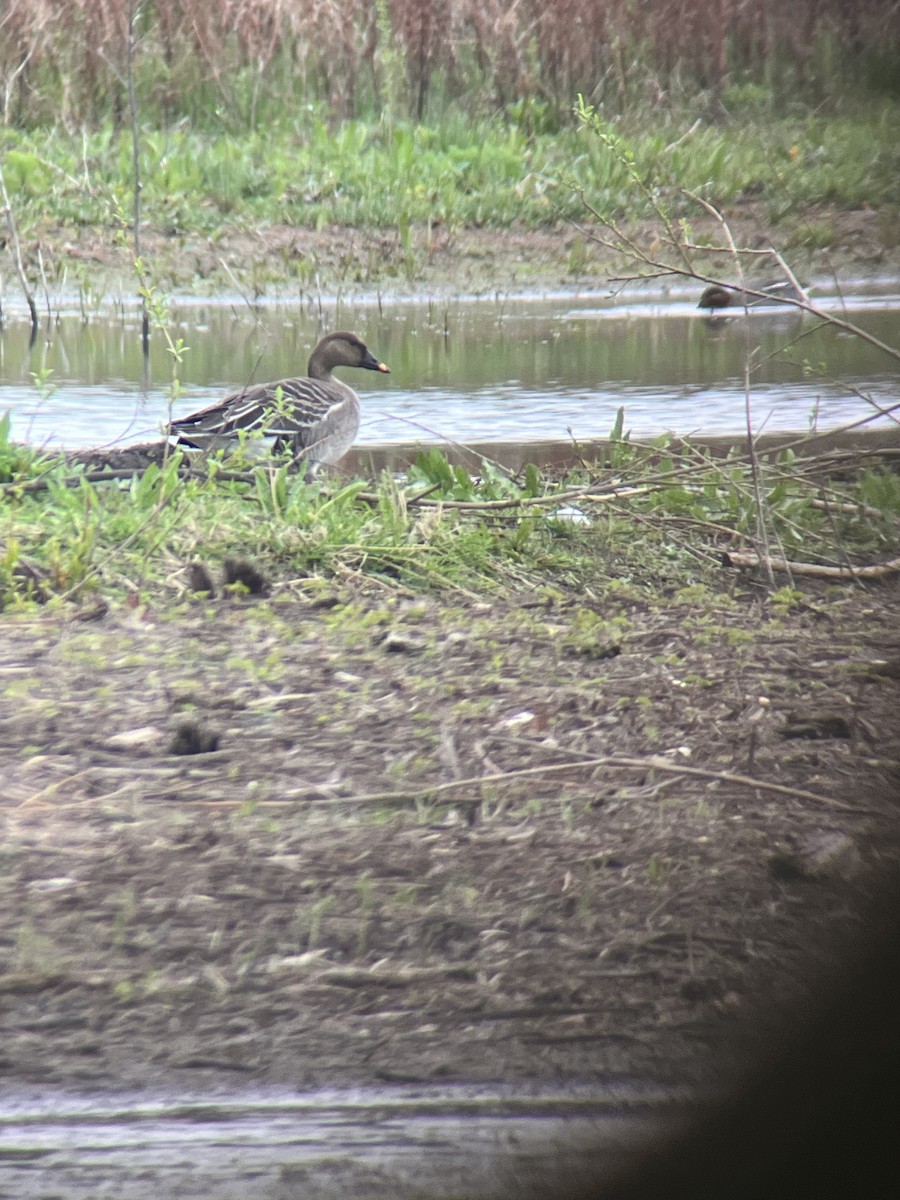 Taiga/Tundra Bean-Goose - ML634026166