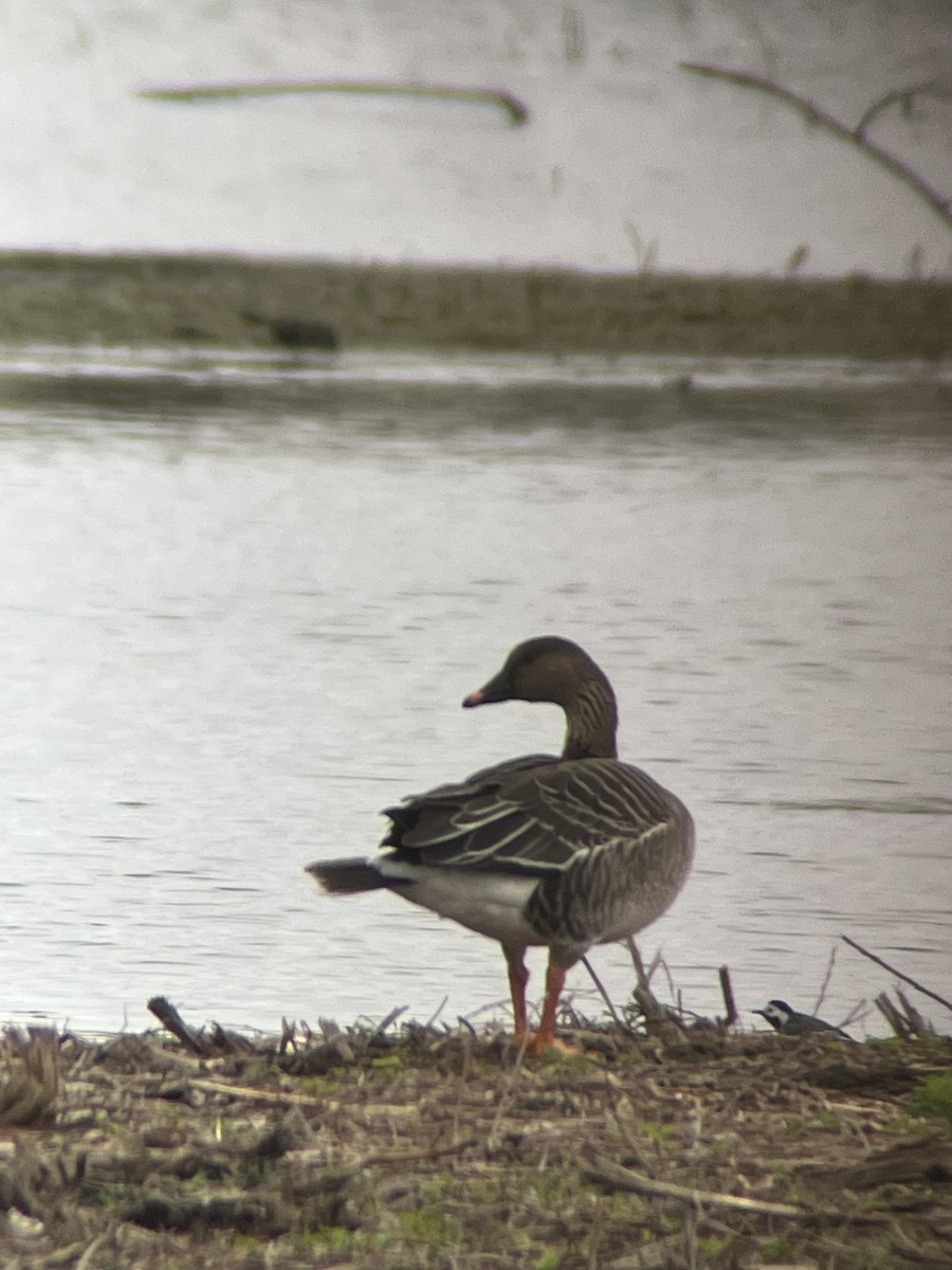 Taiga/Tundra Bean-Goose - ML634026167