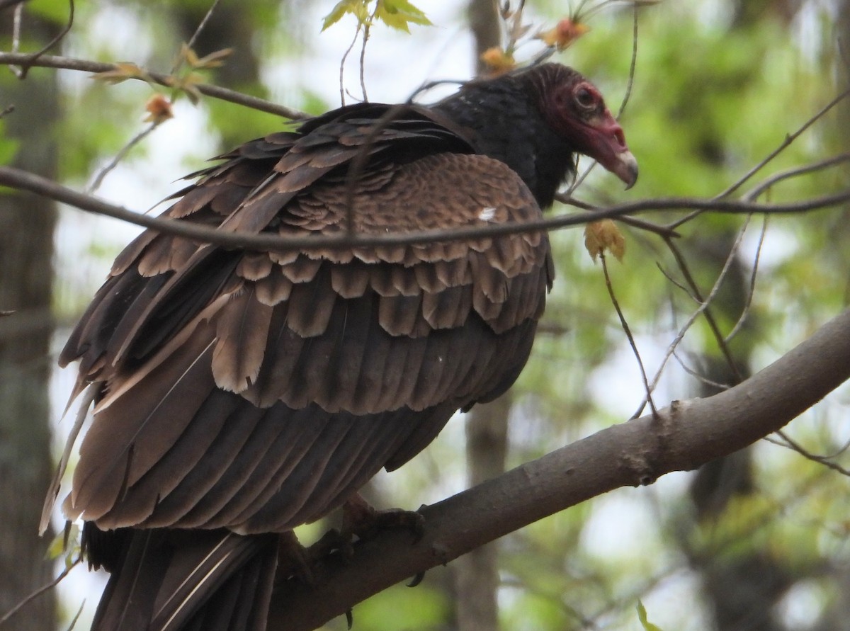 Turkey Vulture - ML634026190