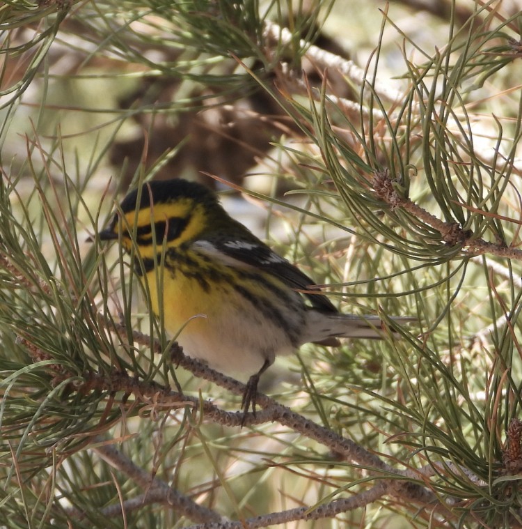 Townsend's Warbler - ML634026253