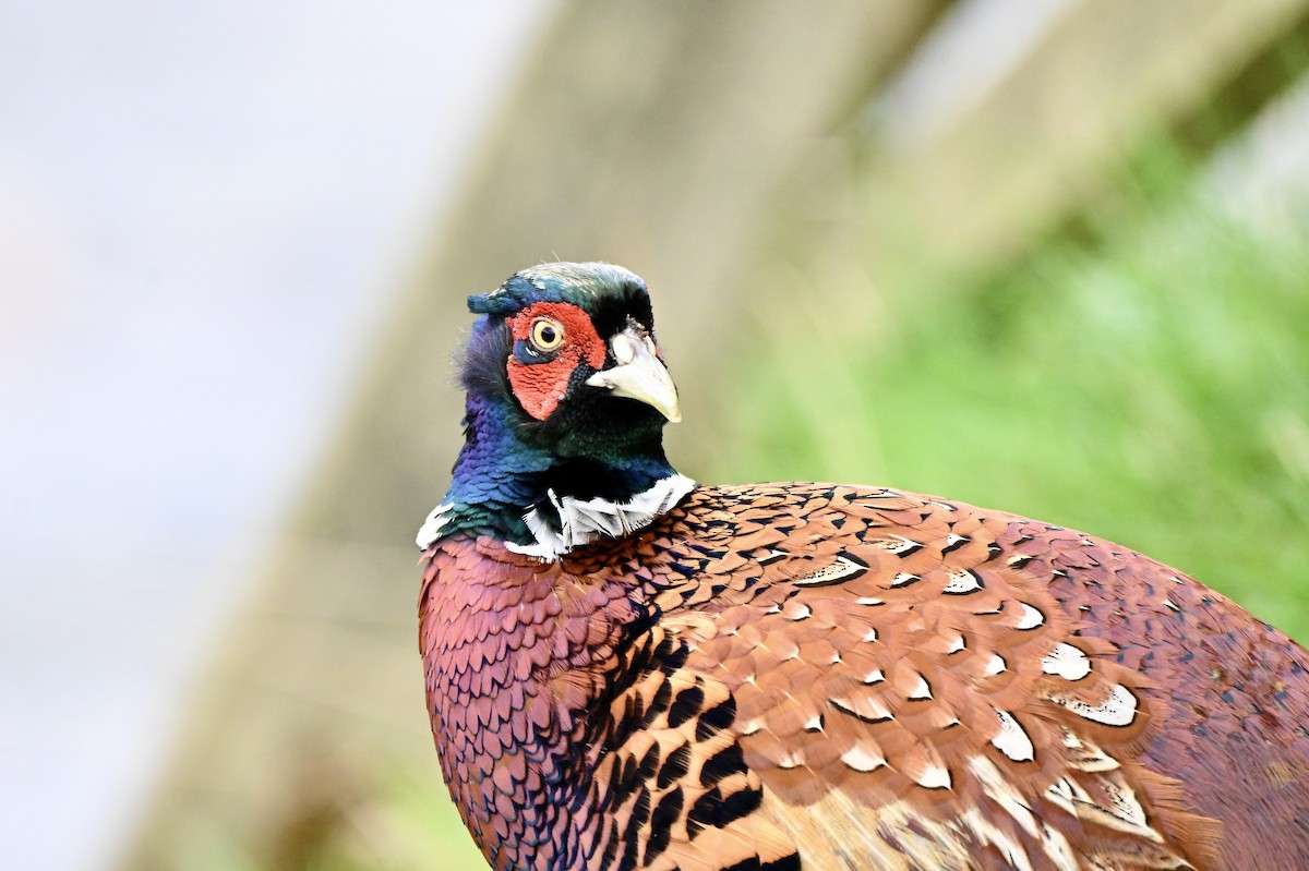 Ring-necked Pheasant - ML634026350