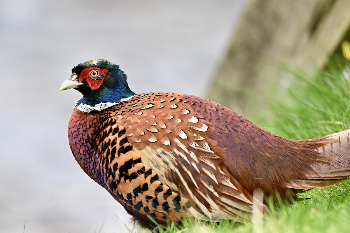 Ring-necked Pheasant - ML634026351