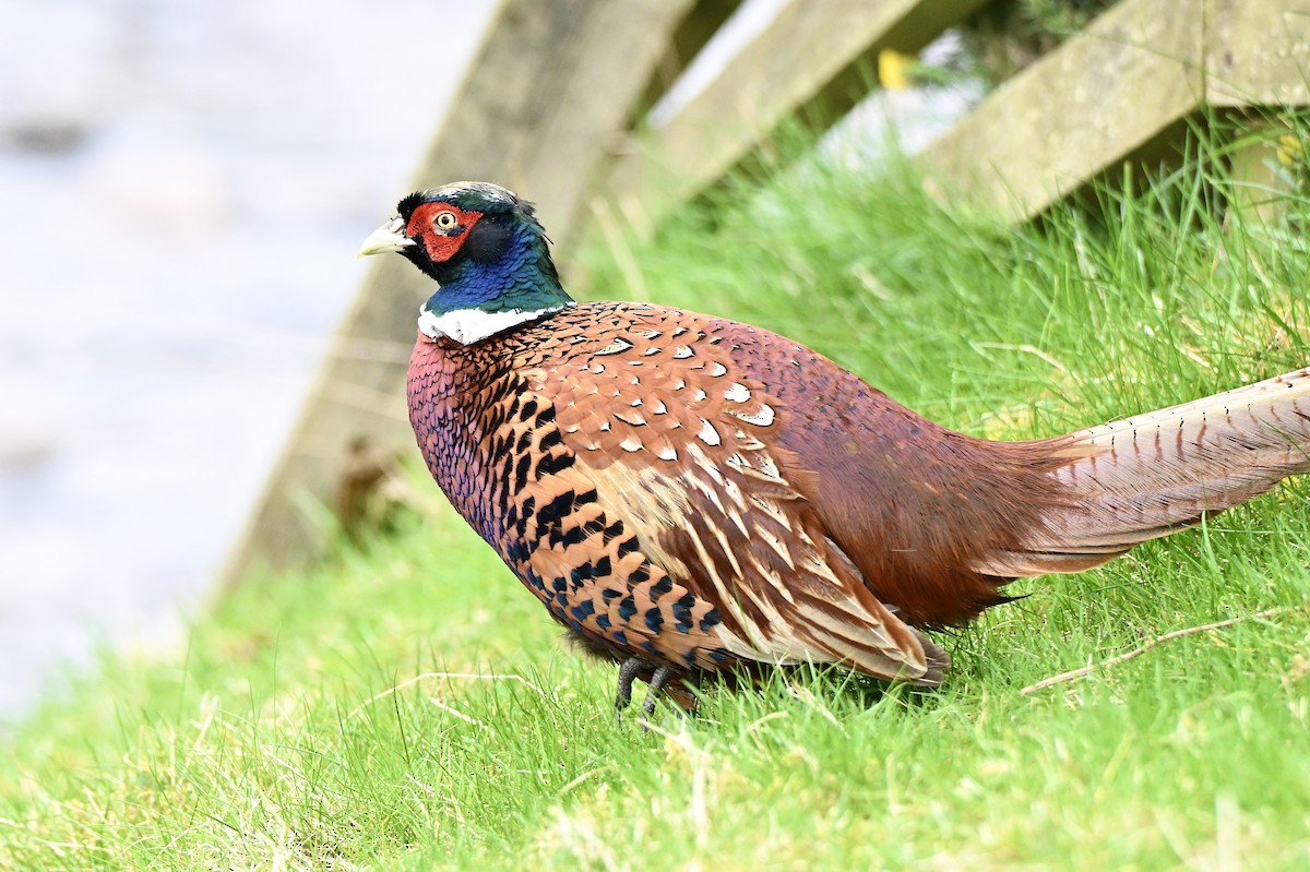 Ring-necked Pheasant - ML634026352