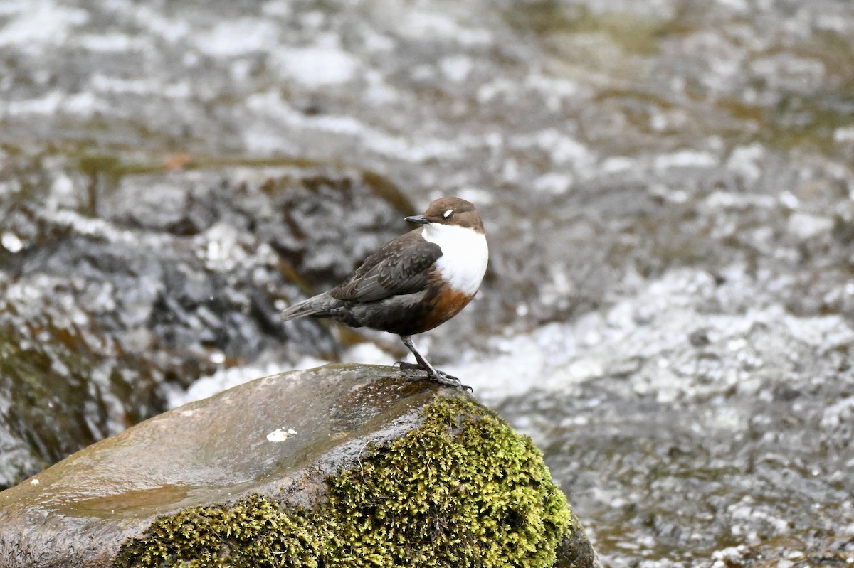 White-throated Dipper - ML634026365