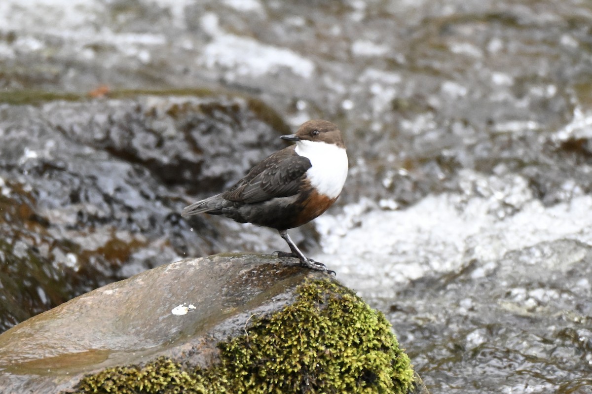 White-throated Dipper - ML634026366