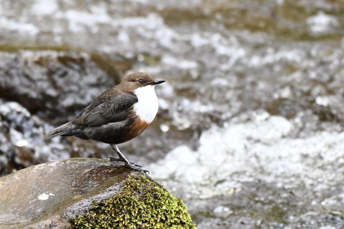 White-throated Dipper - ML634026367