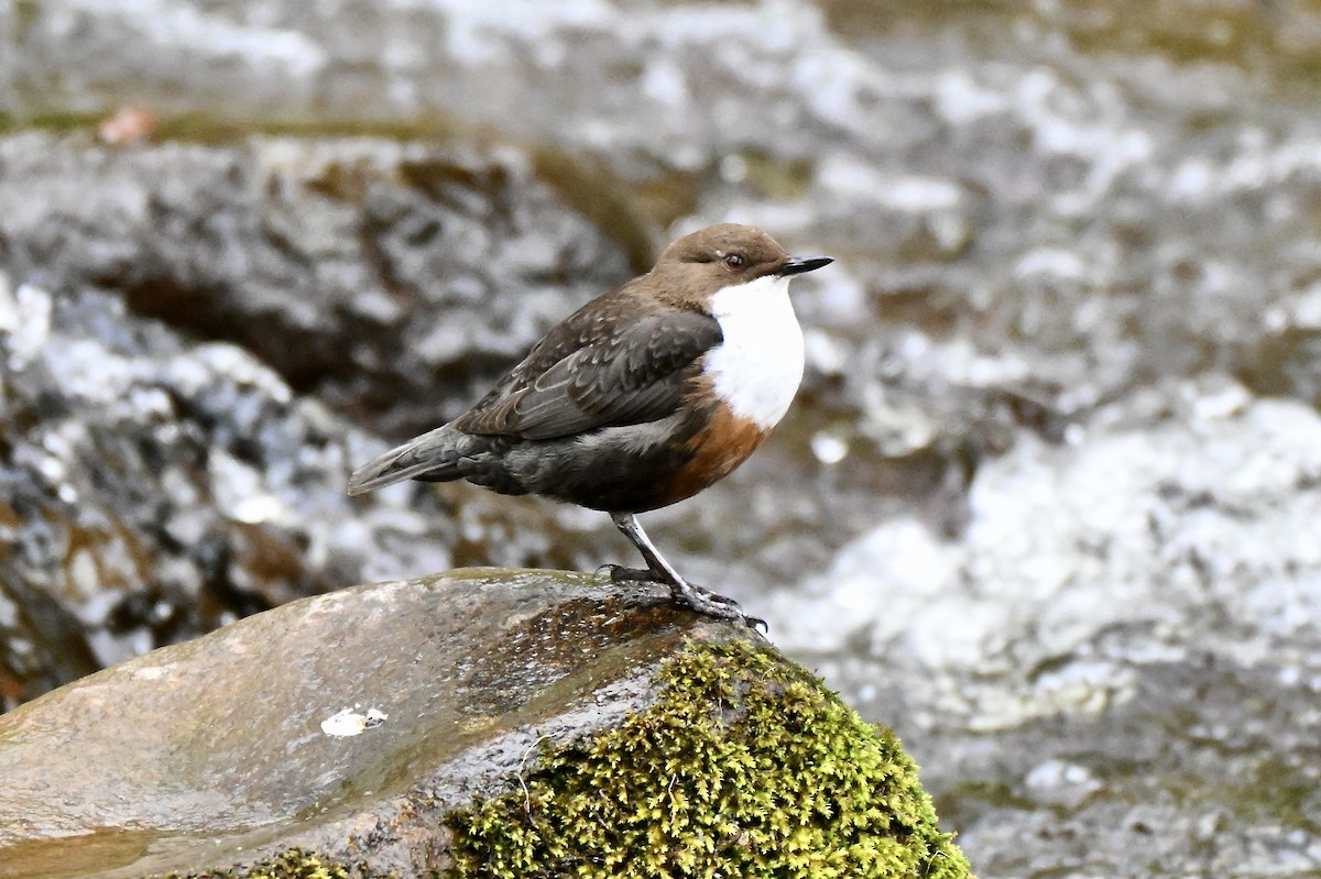 White-throated Dipper - ML634026368