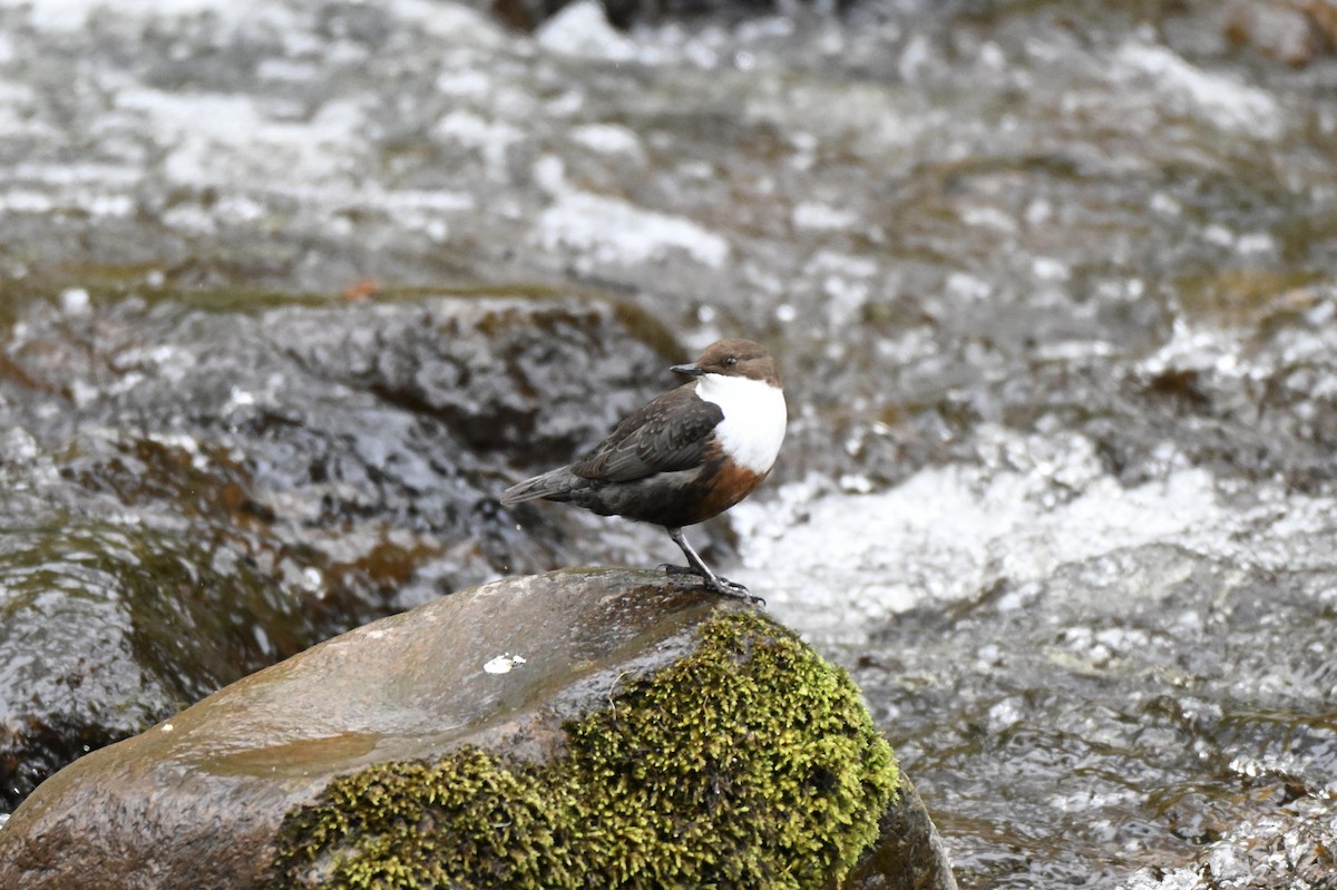 White-throated Dipper - ML634026369