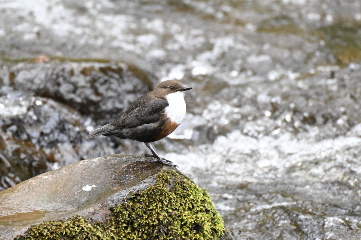 White-throated Dipper - ML634026370