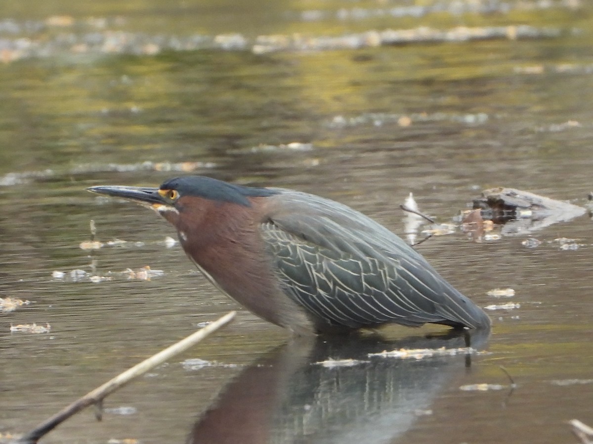 Garcilla Verde - ML634026385