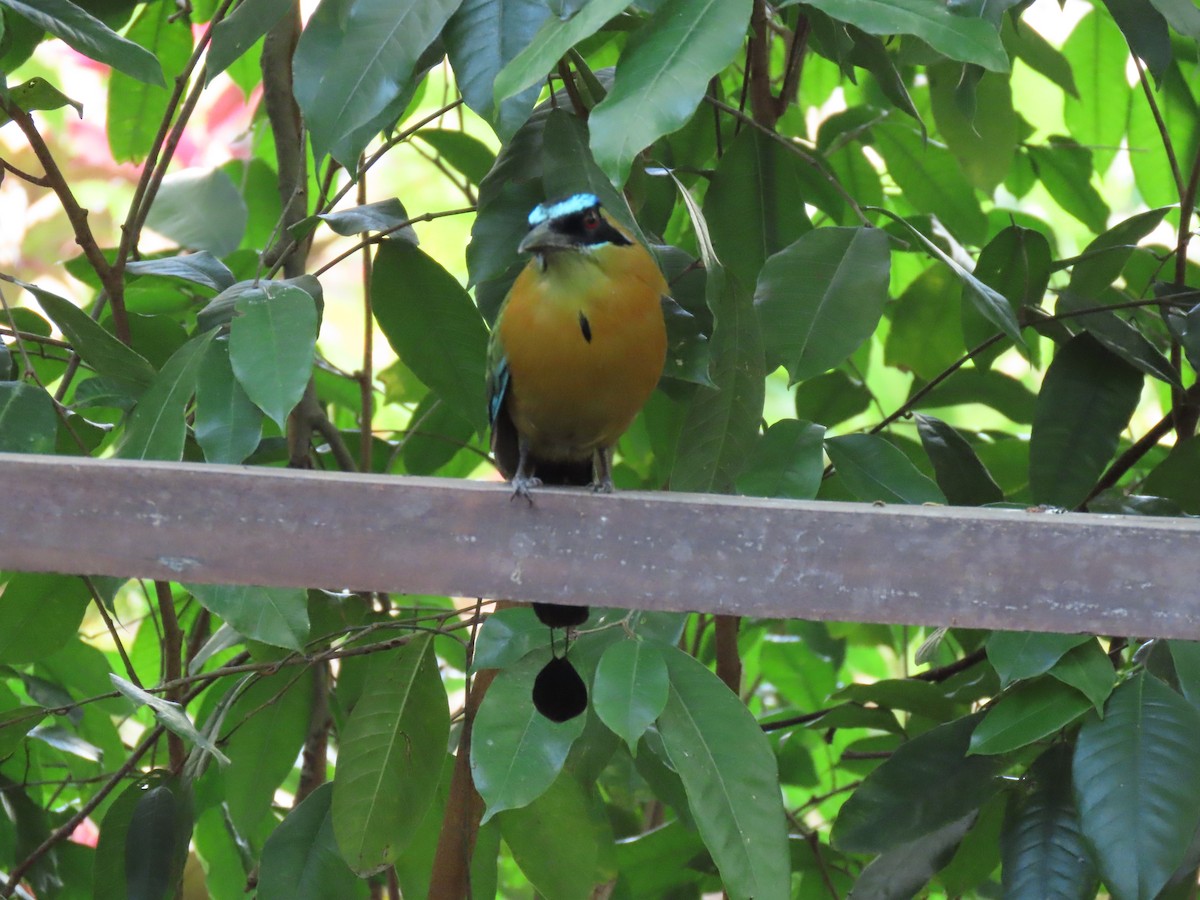diademmotmot - ML634026473