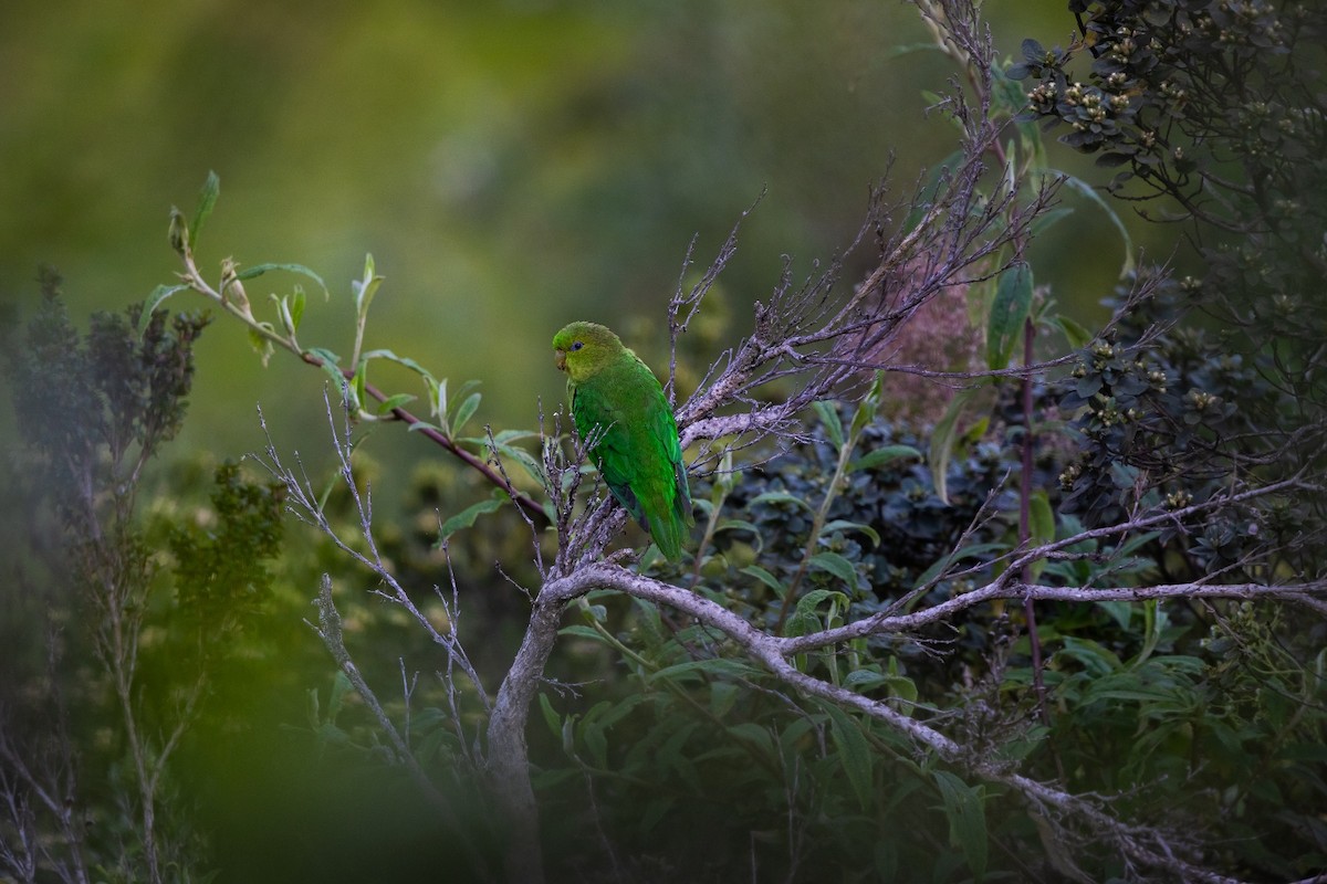 Andean Parakeet - ML634026657