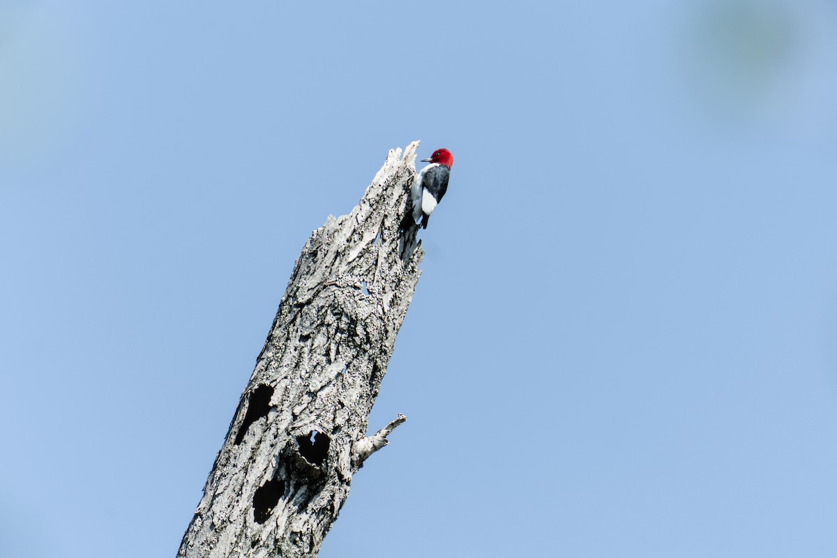 Red-headed Woodpecker - ML634026831