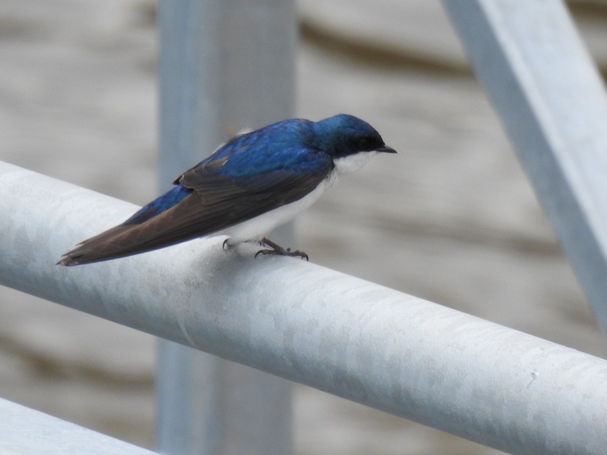 Tree Swallow - ML634026834