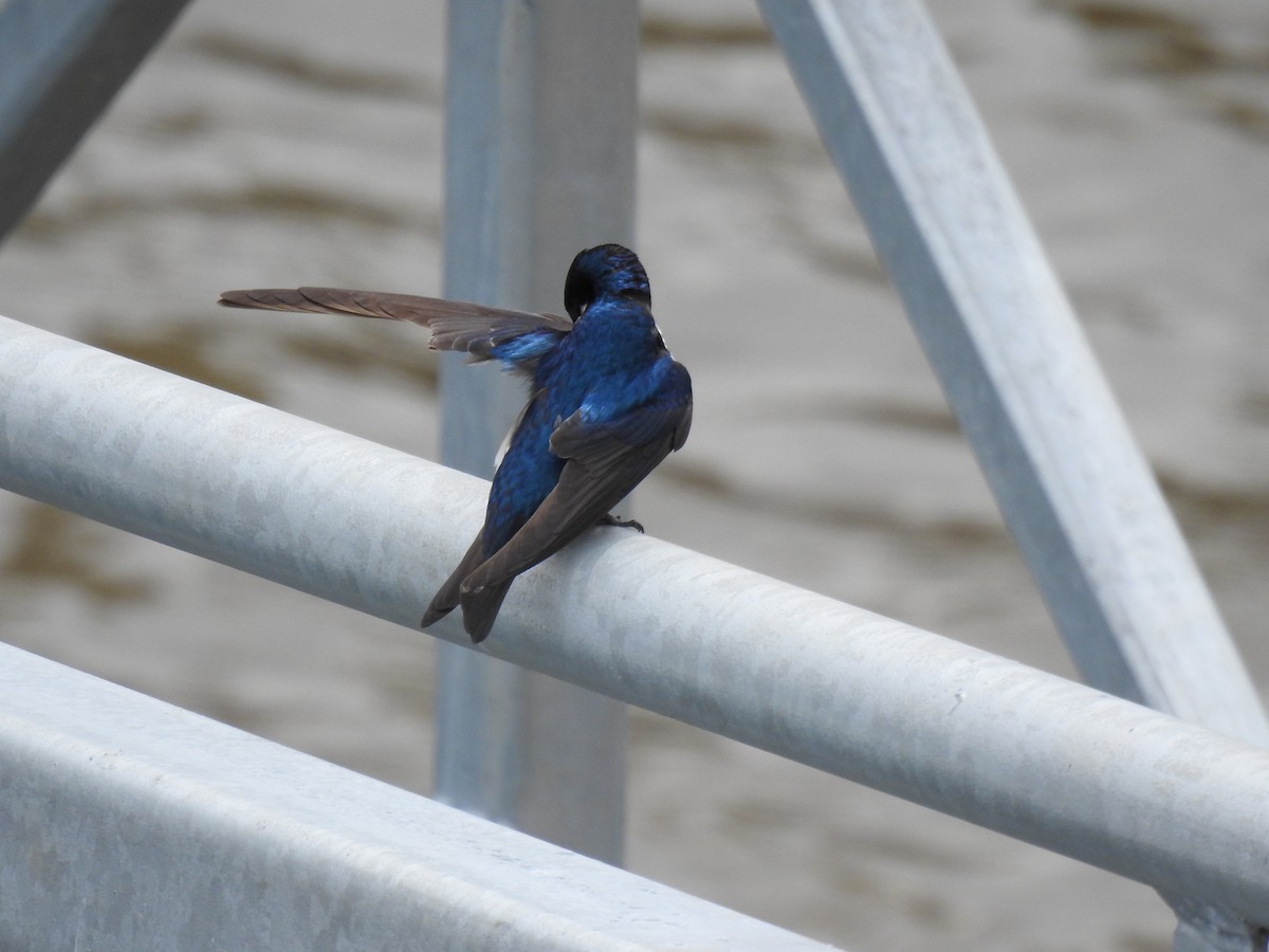 Tree Swallow - ML634026838