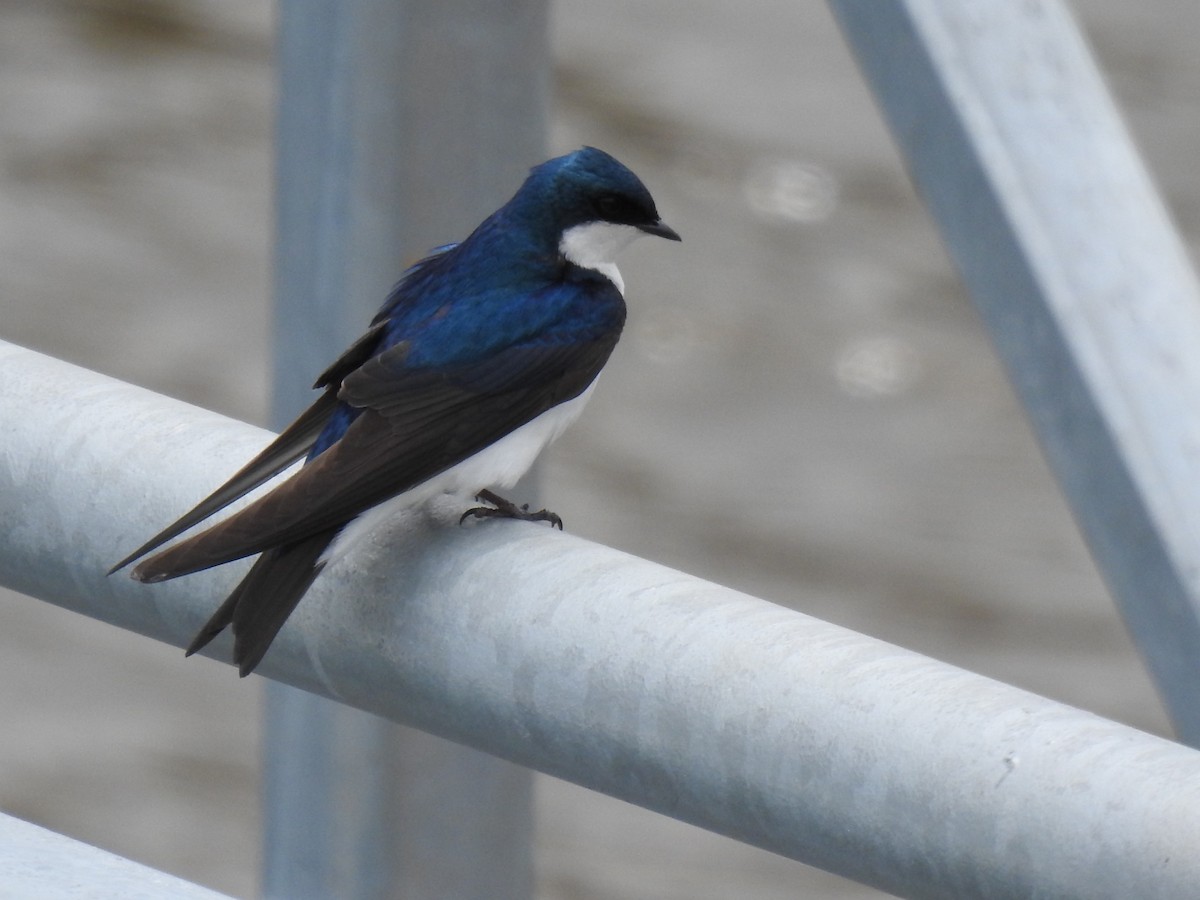 Tree Swallow - ML634026839