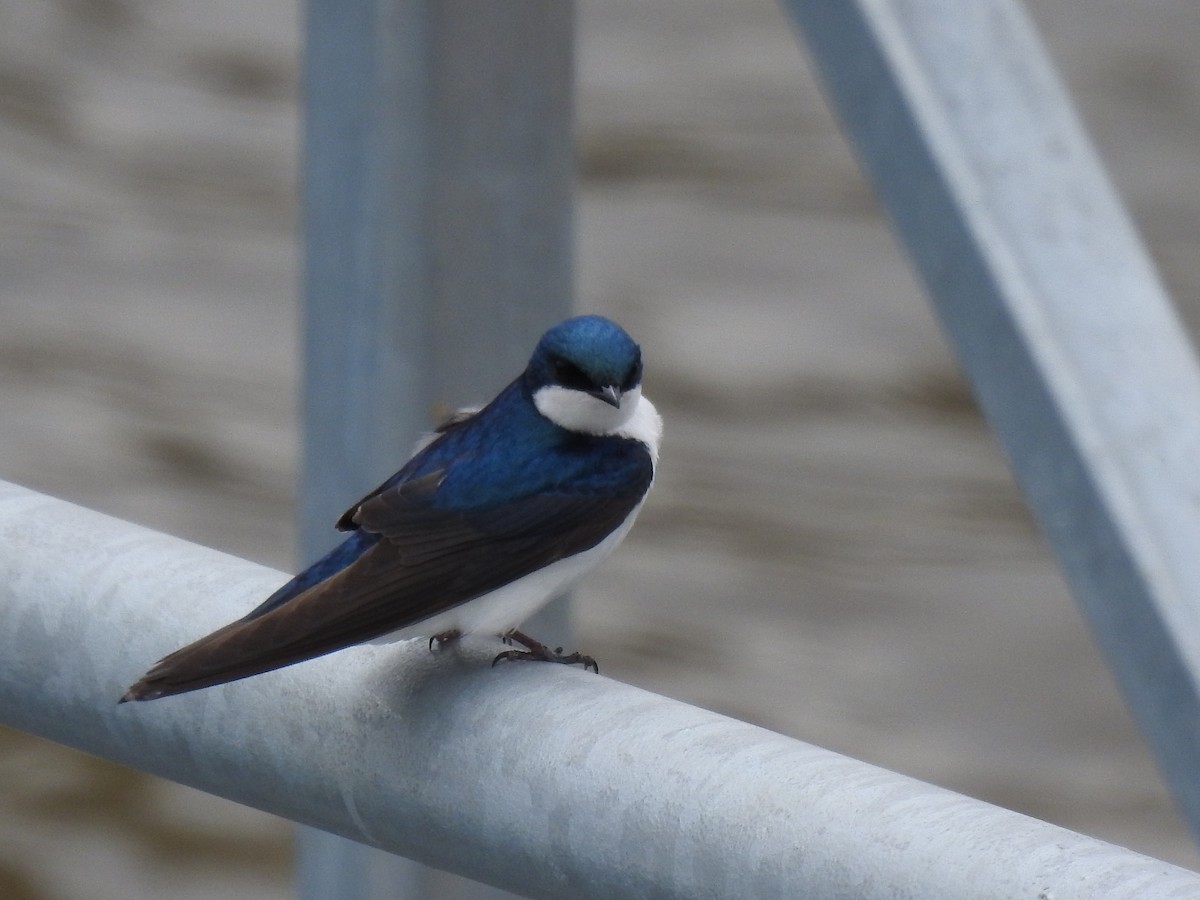 Tree Swallow - ML634026841