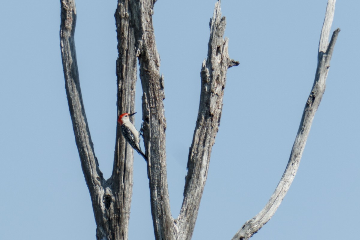 Red-bellied Woodpecker - ML634026843