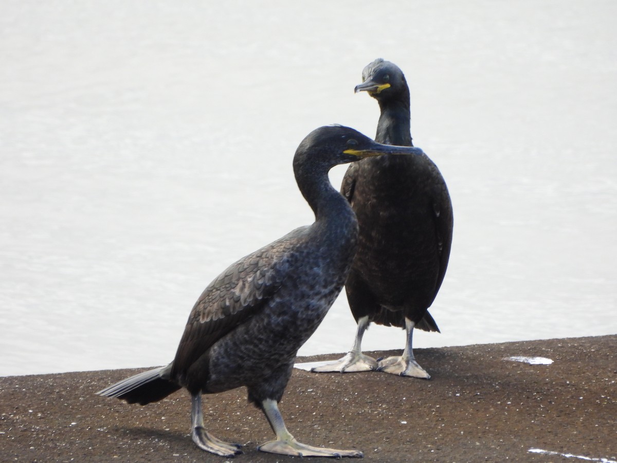 European Shag - ML634026849