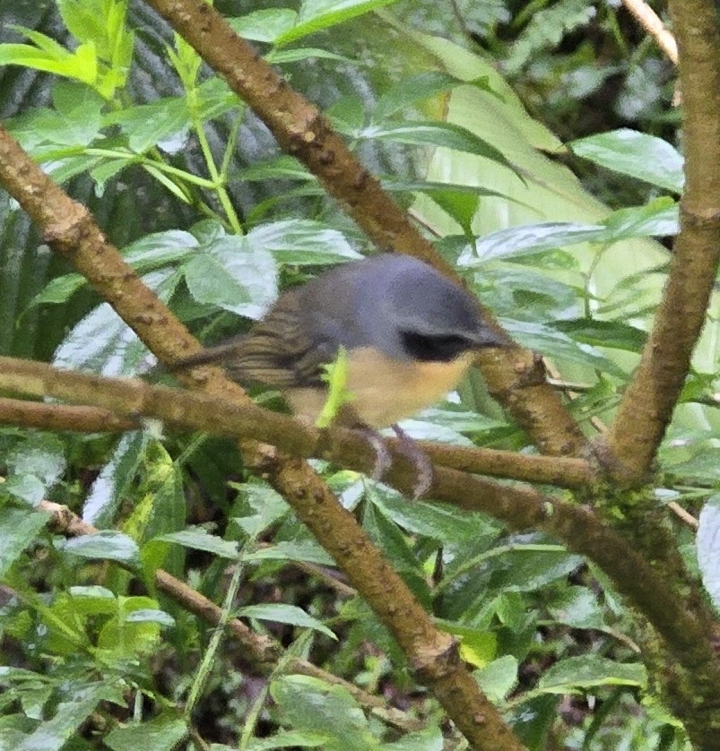 Tangara barbouillé - ML634026850