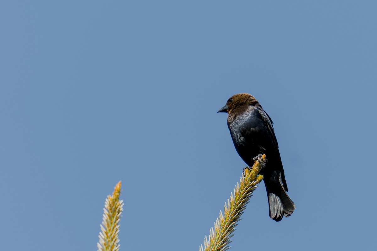 Brown-headed Cowbird - ML634026872