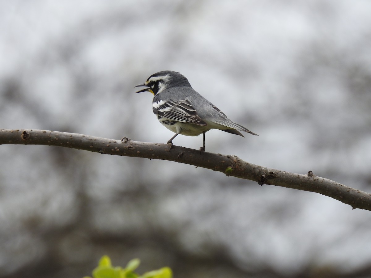 Yellow-throated Warbler - ML634026876
