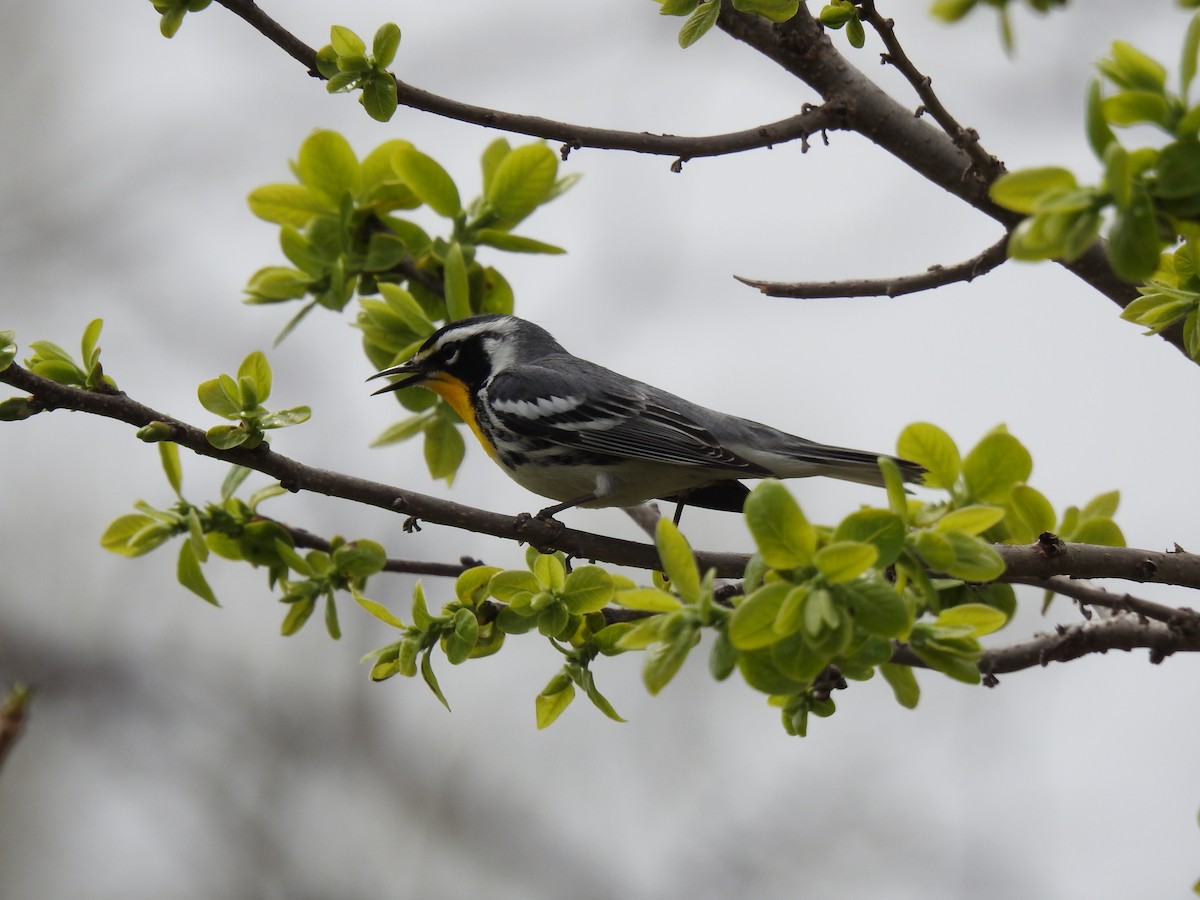 Yellow-throated Warbler - ML634026877